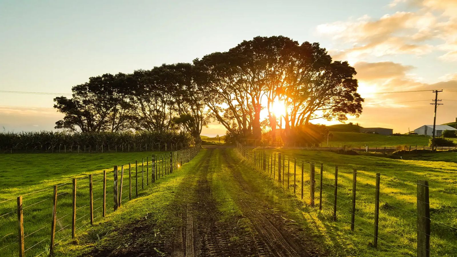 Campo al atardecer